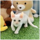 광주 강아지분양 고양이분양 어반펫 광주본점 | 광주고양이분양 후기 믿고 선택한 이유