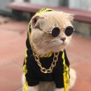 생선파는 고양이 이미지