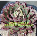 철화농장 Daum카페