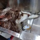 예쁘개&사랑스럽개 이미지