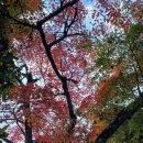 오하라 Daum카페