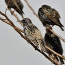 흰점찌르레기(Common Starling) 이미지