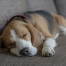 숲속의강아지 이미지