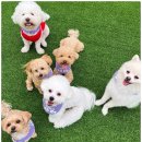 카르펫디엠 강아지유치원 이미지