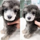 미라클 동물병원 이미지