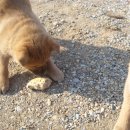 빵먹는 강아지 이미지