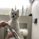 미용하는 강아지 네이버블로그