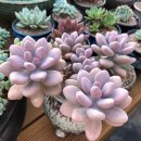 승의농장 이미지