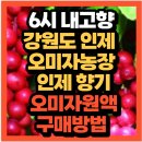 인제농장 | KBS 6시 내고향 강원도 인제 오미자농장 인제 향기 오미자 원액 오미자청 오미자진액 오미자에이드 택배...