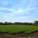 동쪽마을 이미지