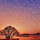 황금나무 이미지