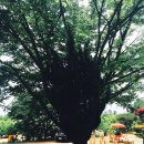 일락농원 | 장성 신원풍경에서 장어 먹었더니 불끈!!