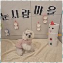 리본반려견 유치원 이미지