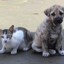 멍멍이집 이미지