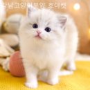 강남고양이분양 호야캣 이미지