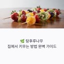 과일사탕탕후루 | 탕후루나무 집에서 키우는 방법 완벽 가이드