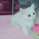 착한애견분양(원주점) 이미지