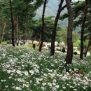 길목 Daum카페