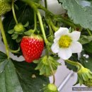 귀중농장 이미지