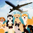 라온 반려 동물병원 이미지