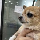 김천연합동물병원 이미지