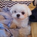 더마을펜션