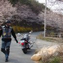 4월4일 벙개도중 벚꽃 풍경(어제 영암 왕인박사쪽보단 훨 많이 아름답게 피었군요) 이미지