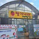 팔당유기농딸기