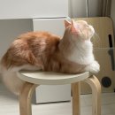 개이쁜냥 이미지