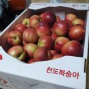 대통청과