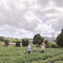 송보농장 | 예비신부님을 향한 야외 가든 이벤트 결혼준비 프로포즈 성공스토리 스냅촬영사진과 후기를 공개합니다.