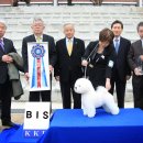 도그프리 이미지