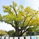 방학동 은행나무 이미지