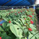 신탄진중학교 이미지