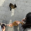 치어리 이미지