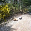 로이네 애견호텔 이미지