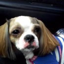 세류초등학교 이미지