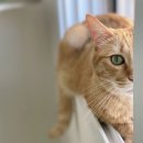 자연동물병원 | 동래구 동물병원 고양이 7살 뭉치의 건강검진 후기