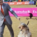 show dog 이미지