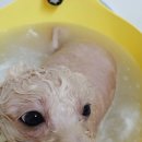 호야펫살롱 이미지