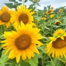 강변길 서천 이미지