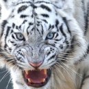 백호한의원 이미지