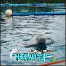 버스정류장 07-478 | 거제 여행 실내 가볼만한곳 비오는날 데이트 돌고래 거제씨월드