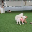 486독캠프 이미지