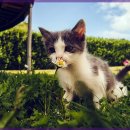 마음동물의료센터 이미지