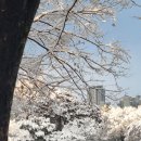 눈꽃이피다 이미지