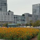 나성동_국세청앞 | 세종 가볼만한곳 코스모스 명소 나성동 데이트 나들이 포토존 행사정보