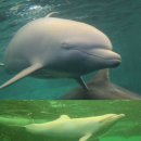 돌고래약품 이미지