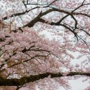 바다의별요양원 네이버블로그
