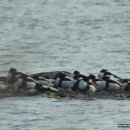 시흥리-6 이미지